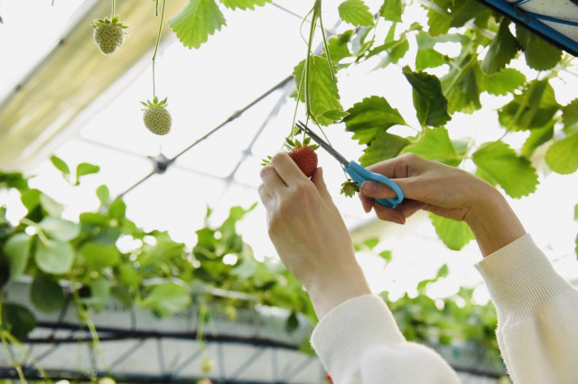 いちご栽培の早朝の農作業。アルバイトの時給の相場はいくら？