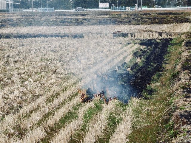 畑で刈り取った雑草。こっそり燃やしているが、何かいい方法はある？