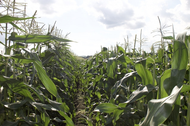 とうもろこしを無農薬で栽培する方法を教えてください