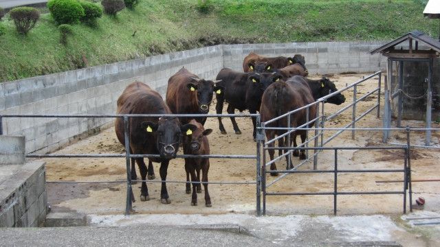 離島の畜産農家をお助けください。 - 食品