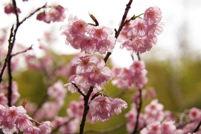 桃栽培の剪定で出る枝を再利用して儲けたい！いいアイデアはありませんか？