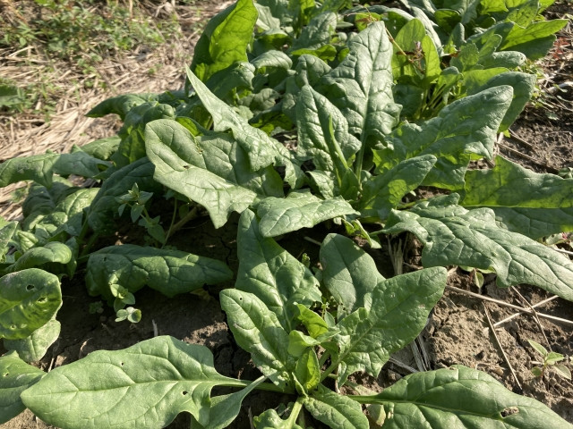 ほうれん草が萎凋病に感染した場合の症状や対策を知りたい