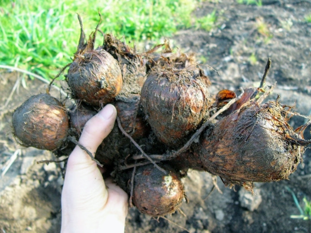 里芋の種