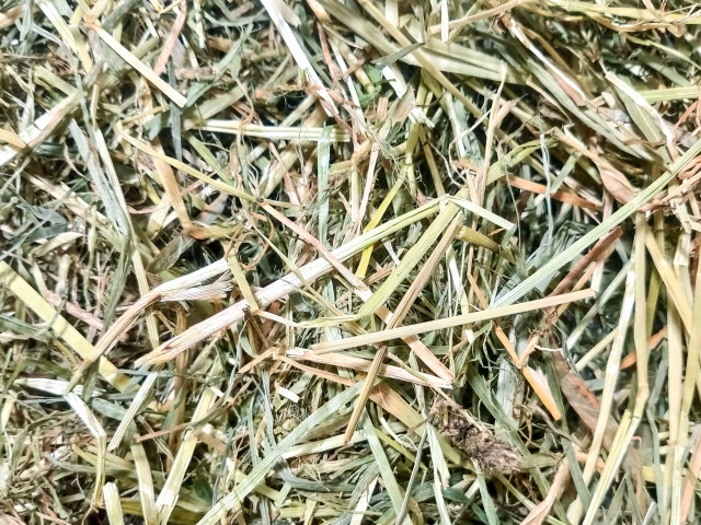 牧草地に生えるイネ科の雑草を除草して、チモシーの密度を上げる方法は?