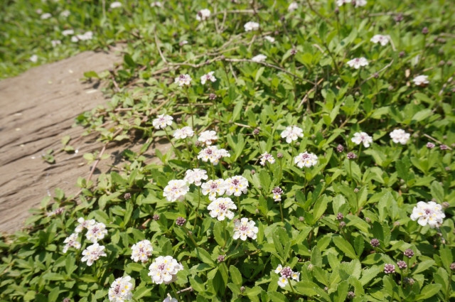 土手のグラウンドカバープランツに最適なオススメの草は？