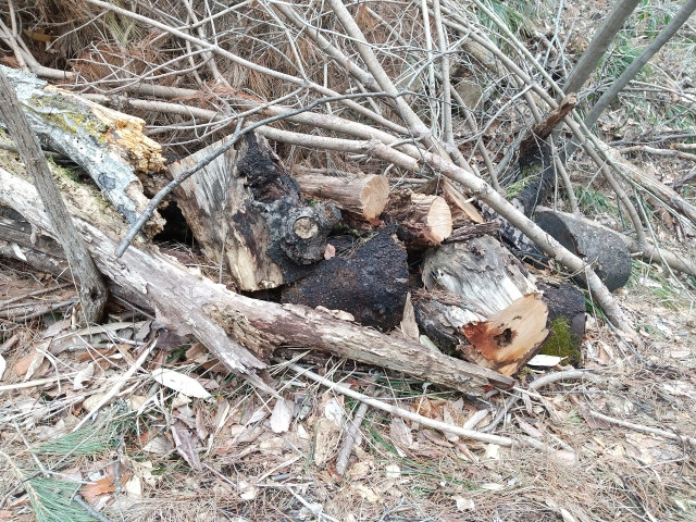 レタスの凍害対策にメンテナンスが簡単で扱いやすい薪ストーブが知りたい