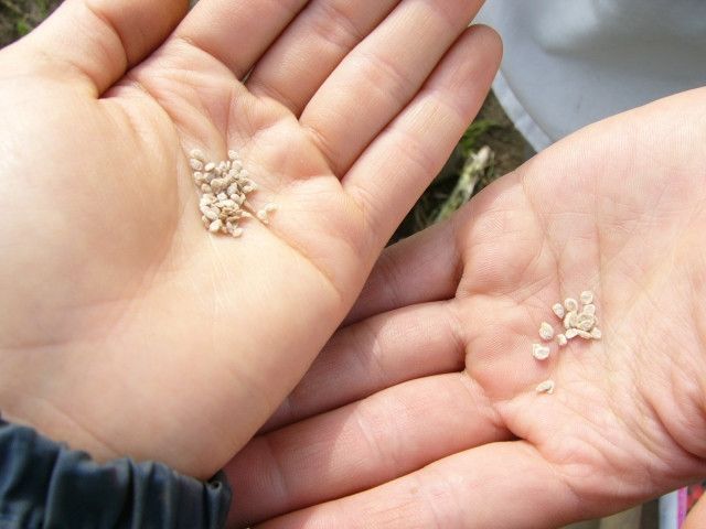 自家採種がしやすい、おすすめの野菜を教えて欲しい