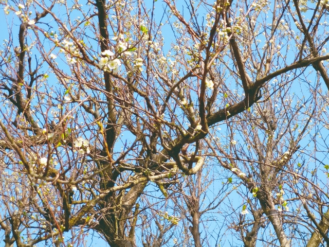 梨の木を収穫後に観察したら、骨格枝の落葉が早い木があり、一部が朽ちていました