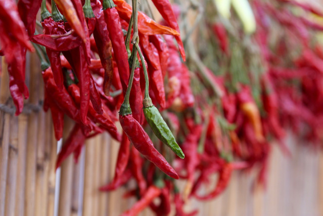 高齢でも農業を続けたい！唐辛子の栽培なら利益はでますか？