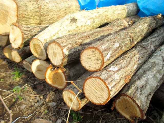 舞茸栽培に必要なほだ木となる原木の種類や管理方法を教えてほしい