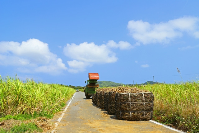 サトウキビの収穫時期と収穫方法を教えてください