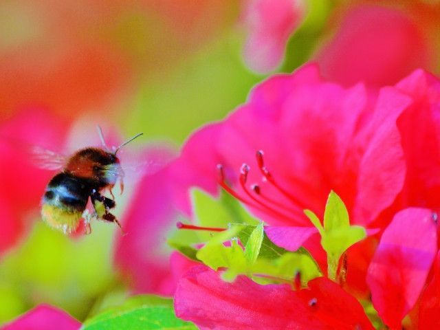 クロマルハナバチが思ったように働かない。セイヨウオオマルハナバチとは特性が違う？