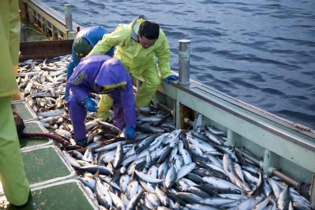 魚の生臭い臭いが気になります 手につく臭いをとるいい方法