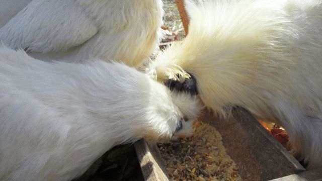 養鶏の飼料米を補助金を使って栽培しようか考え中。補助金を使うデメリットはありますか?
