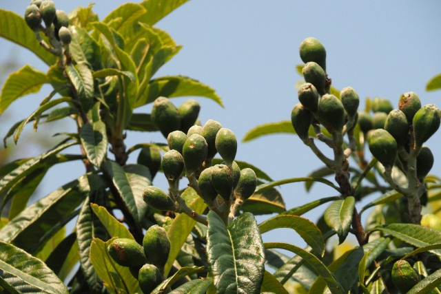 ビワ栽培における摘果のポイントとは？