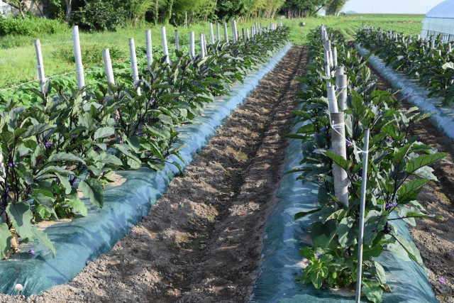 ナスを連作しても大丈夫？気をつけるポイントは？