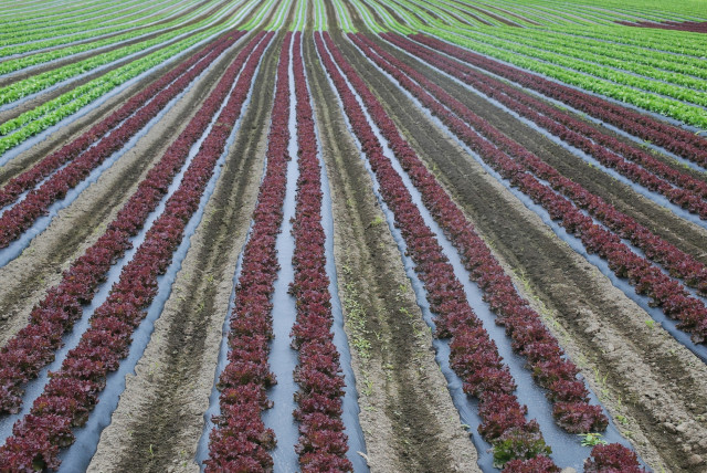 サニーレタスを栽培していますが、センチュウの被害に遭いました。どう対処すればいいですか？
