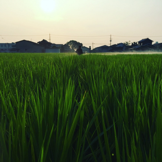 雨で農薬の効果が長続きしない。展着剤の種類や、農薬と展着剤の組み合わせを教えてほしい