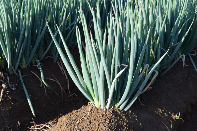 異常気象で長ネギの収穫量が不安定。栽培計画の立て方を教えて