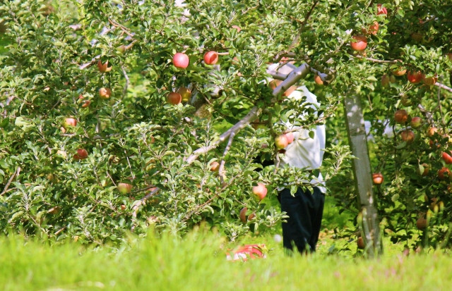 2023年から特定技能外国人は農業・漁業での無期雇用が可能になったというのは本当？