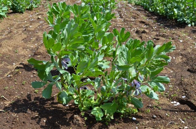 畑に縦穴を掘って排水したいが、硬い地層で止まってしまう。掘りすすめるための道具を教えて