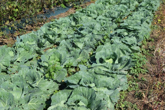 トマトとキャベツで輪作したのに、ネコブセンチュウの被害に。連作障害はなぜ起こるの?