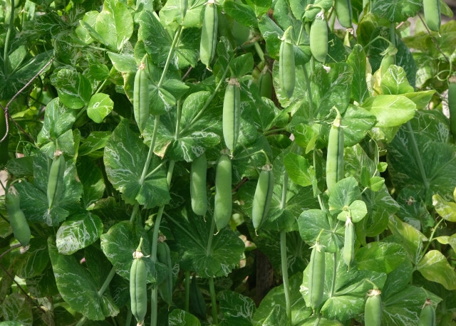 スナップエンドウがうどん粉病に！？どう対処すればいいですか？