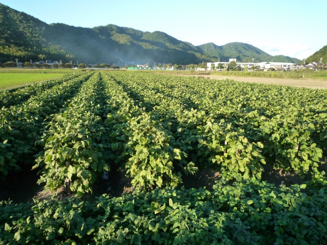 丹波黒大豆並みの食味で早生の黒豆の品種はありますか？