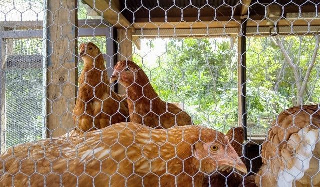 鶏舎の臭いで体調を崩してしまう。対策方法を教えてください