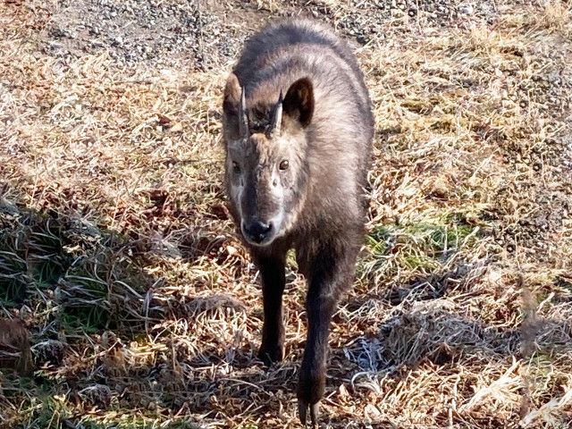 耕作放棄地がシカやイノシシのエサ場に。どう対処すればいいのでしょうか?