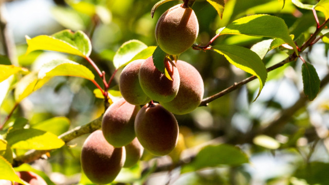 プルーン栽培でシンクイムシの被害を無くす方法は？