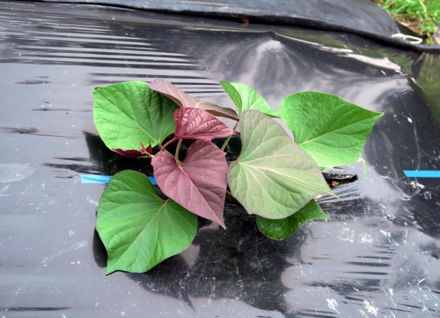 サツマイモの種芋を緑化処理してから植えると、病気にかかりにくくなる?