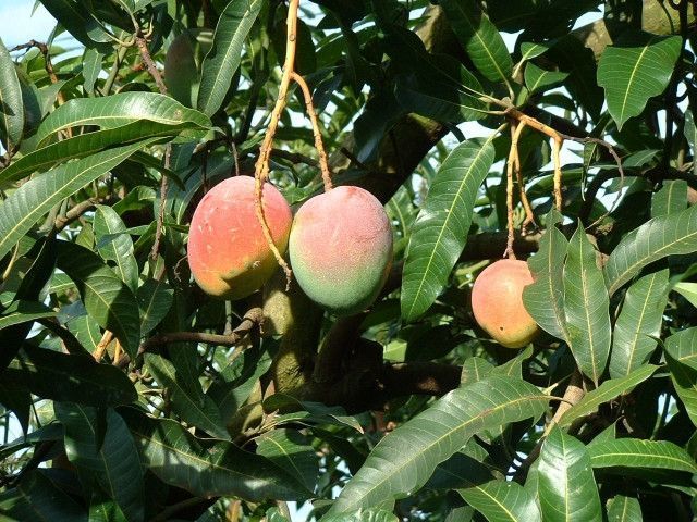 マンゴーを無農薬栽培しています。薬品を使わずカイガラムシを駆除する方法はありますか？