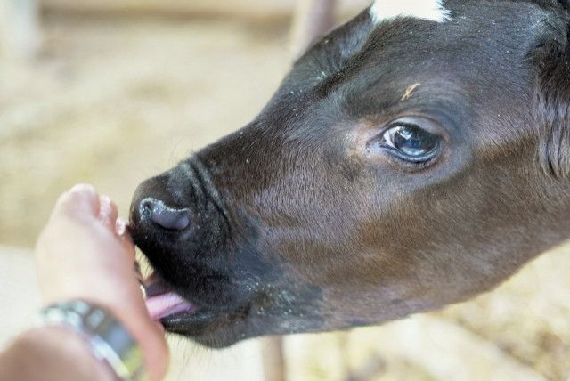 牛が熱を出したとき、すぐ対処をしたいので、見分け方を教えてください