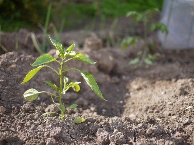 ピーマンの苗は株間何センチで畑に植え付けるのがいい？