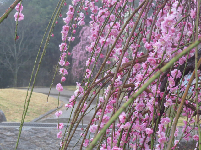 観光客が農道に入ってくる!私道なので通行料を取ってもいい?