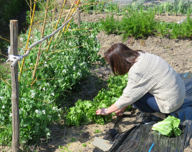 親や妻など家族に農作業を手伝ってもらっているが、ストレスや負担をかけない方法は？
