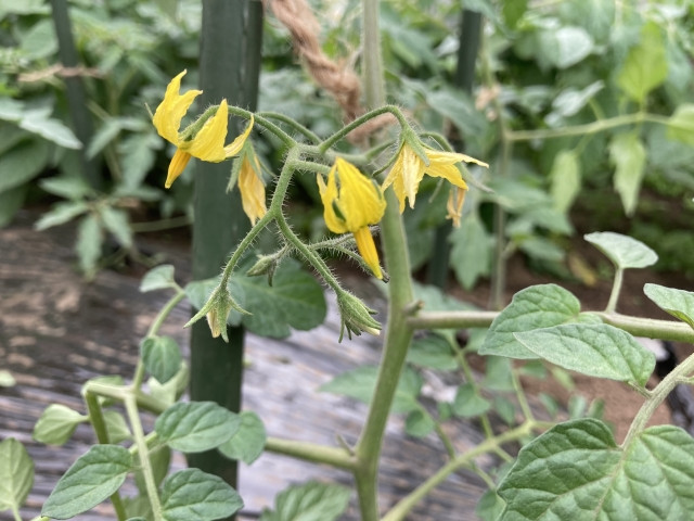 ミニトマト(アイコ)の一番花は摘み取るべき?