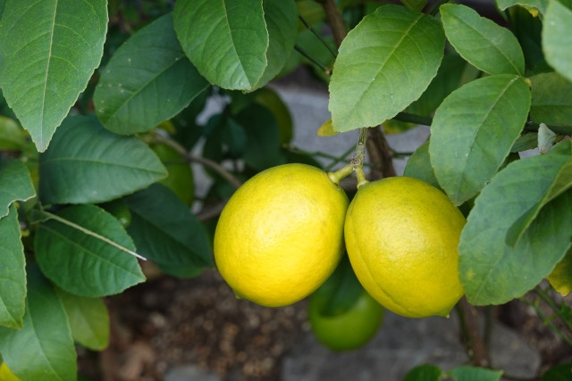 レモン栽培で株間はどれくらい空けるべき？