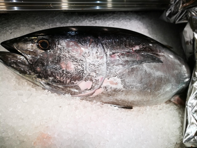 マグロの養殖に関する問題点とは?マグロ養殖の実例や現状について知りたい