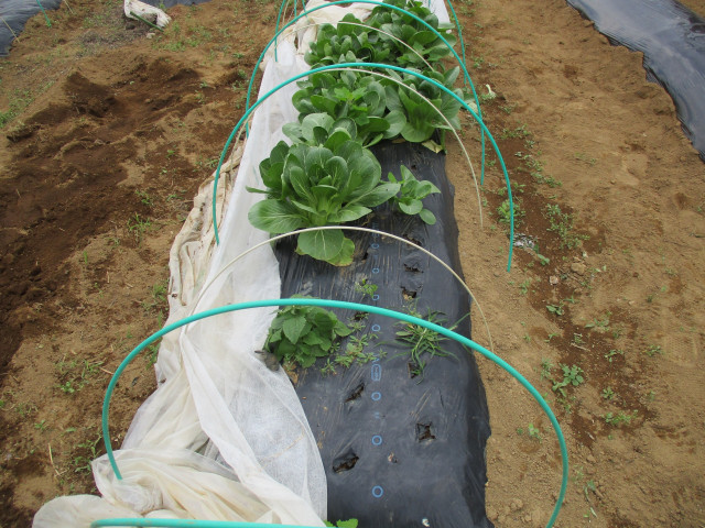 無農薬や減農薬でキャベツや白菜を育てる際 害虫対策はどうすれば