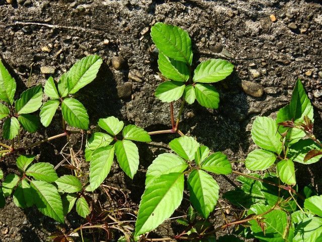 借りた休耕地に雑草のヤブガラシが生えています。いい駆除方法はありますか?