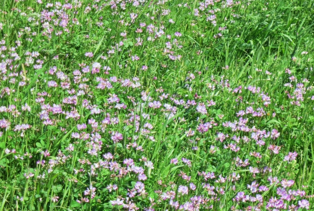 米の収穫に効果的で花もきれいな緑肥はありますか