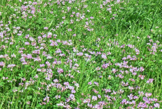 米の収穫に効果的で花もきれいな緑肥はありますか?