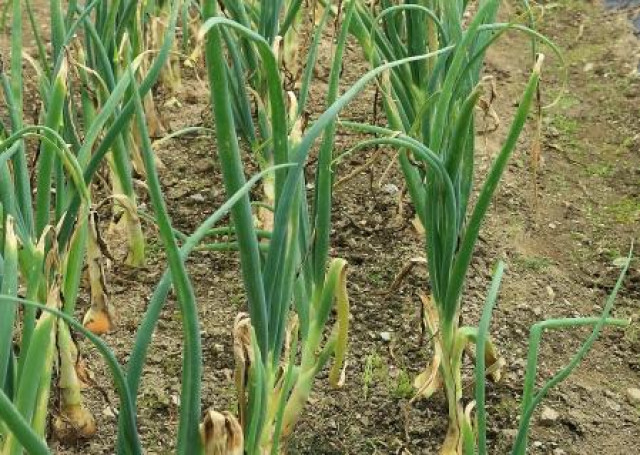 玉ねぎがべと病に感染した時の症状を教えて！