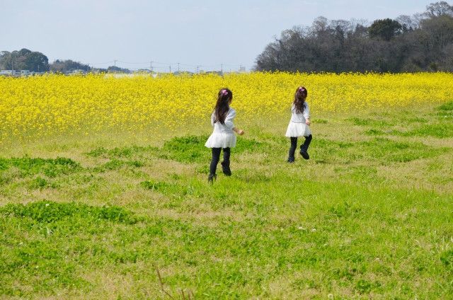 後継者がいないのでセイヨウアブラナ栽培を誰かに引き継ぎたい。どこに相談すればいい？