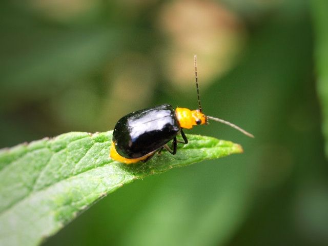 ウリハムシの被害を防ぎたい！農薬をできるだけ使わない対処法は？