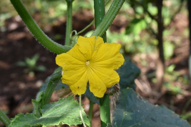 きゅうりを栽培していますが、収量を上げる要因として雌花率は関係していますか?