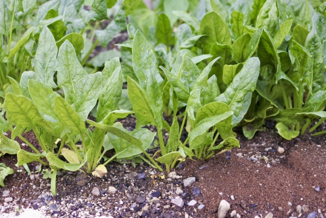 ほうれん草栽培ではアブラムシをどう防ぐべき？必要な対策を教えて