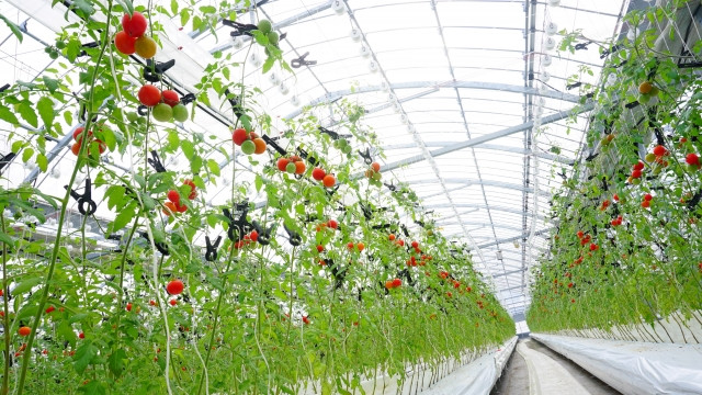 確実に「A品」のトマトをつくる栽培方法ってありますか?